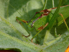 Platylyra californica