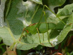Platylyra californica