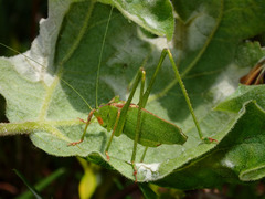 Platylyra californica