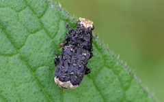Platyrhinus resinosus