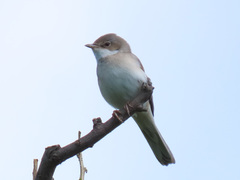 Common Whitethroat photo 3