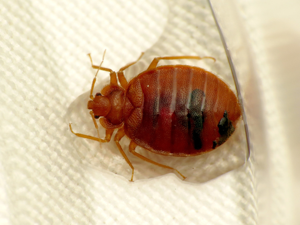 Bed bug (Cimex lectularius)