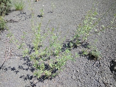 Cleome ornithopodioides
