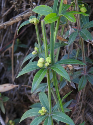 Aceria rubiae