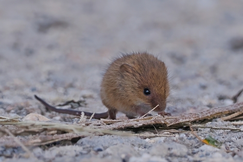 Eurasian Harvest Mouse