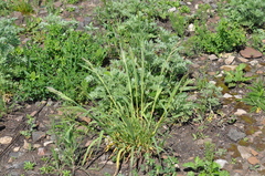 Bromus riparius