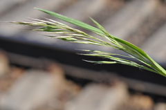 Bromus riparius
