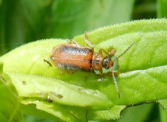 Neogalerucella
