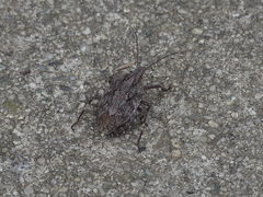Brochymena affinis