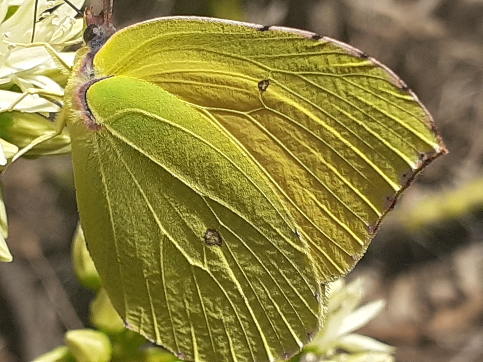 Limonera de las Canarias