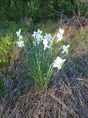 Narcissus × incomparabilis