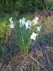 Narcissus × incomparabilis
