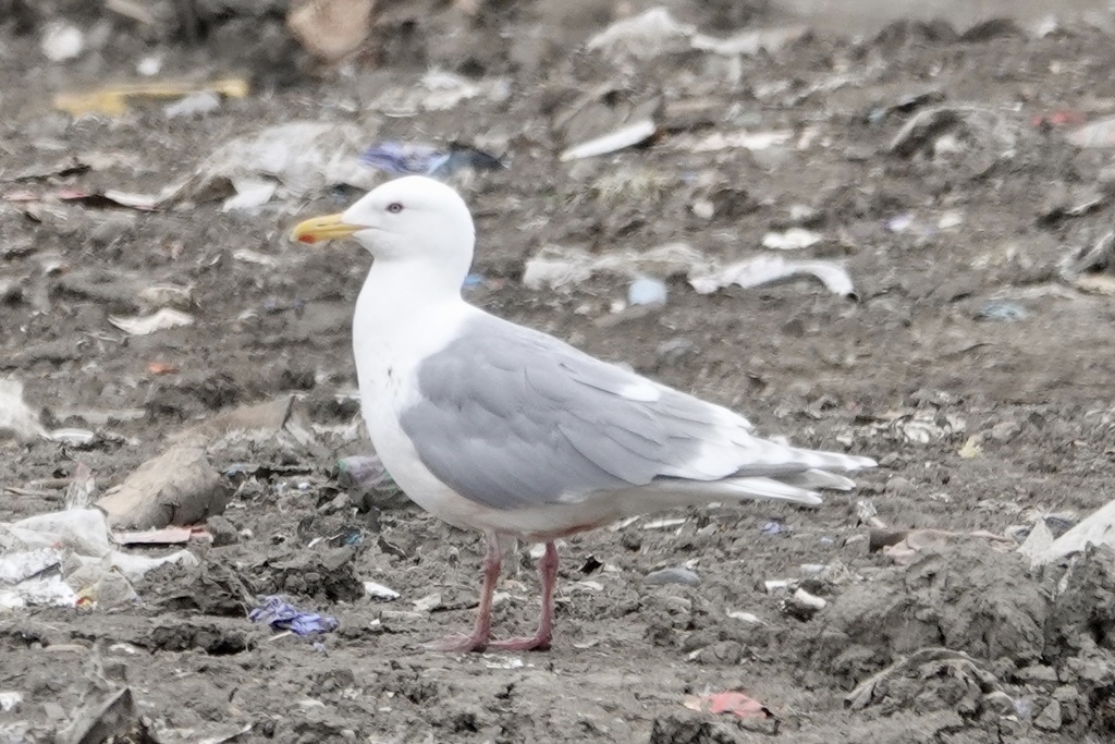 Seward Gull