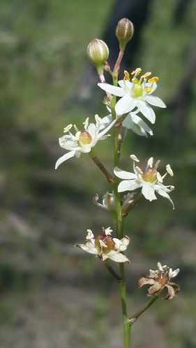 Image of White Sunnybell (Schoenolirion albiflorum) by (c) Jay Horn, some rights reserved (CC BY)
