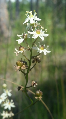 Image of Schoenolirion albiflorum by (c) Jay Horn, some rights reserved (CC BY)