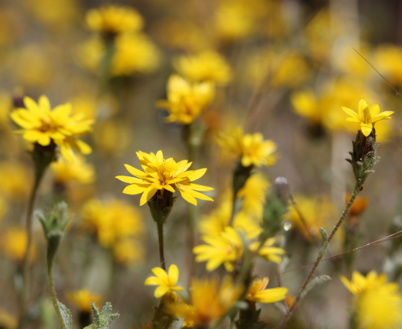 Lessingia tenuis