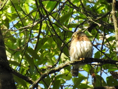 Glaucidium sanchezi