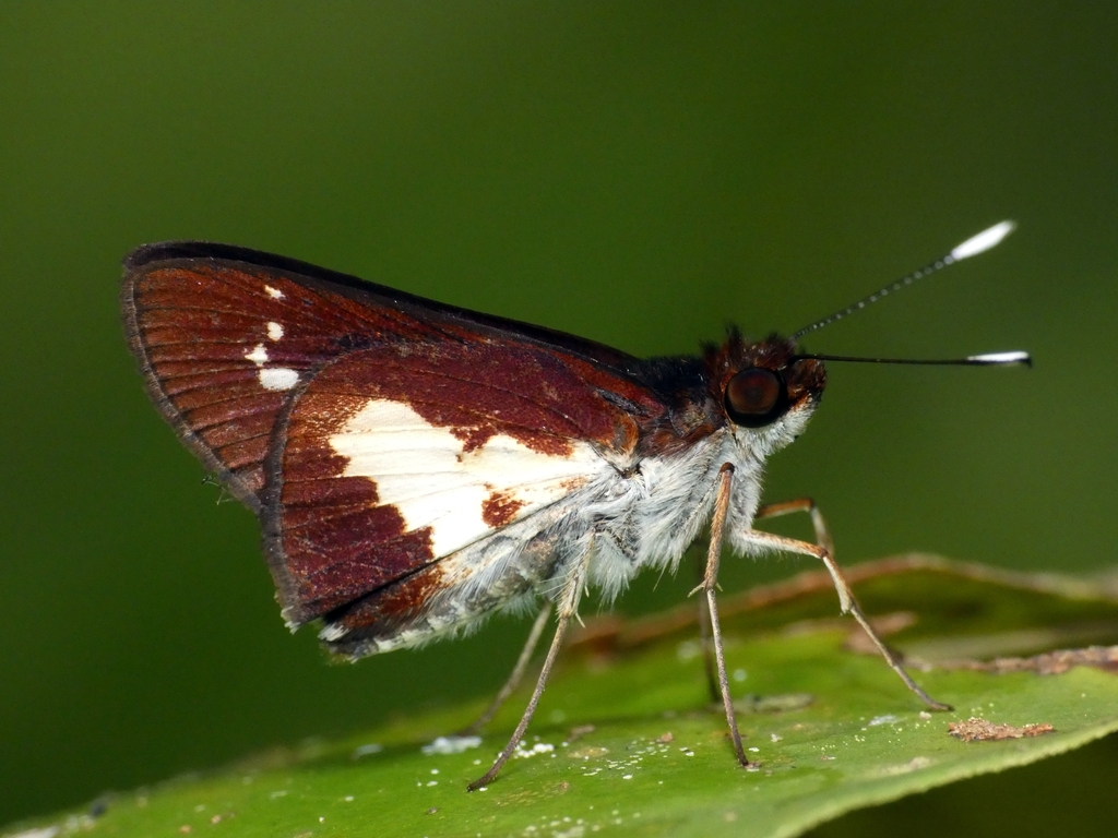 White-clubbed Swift
