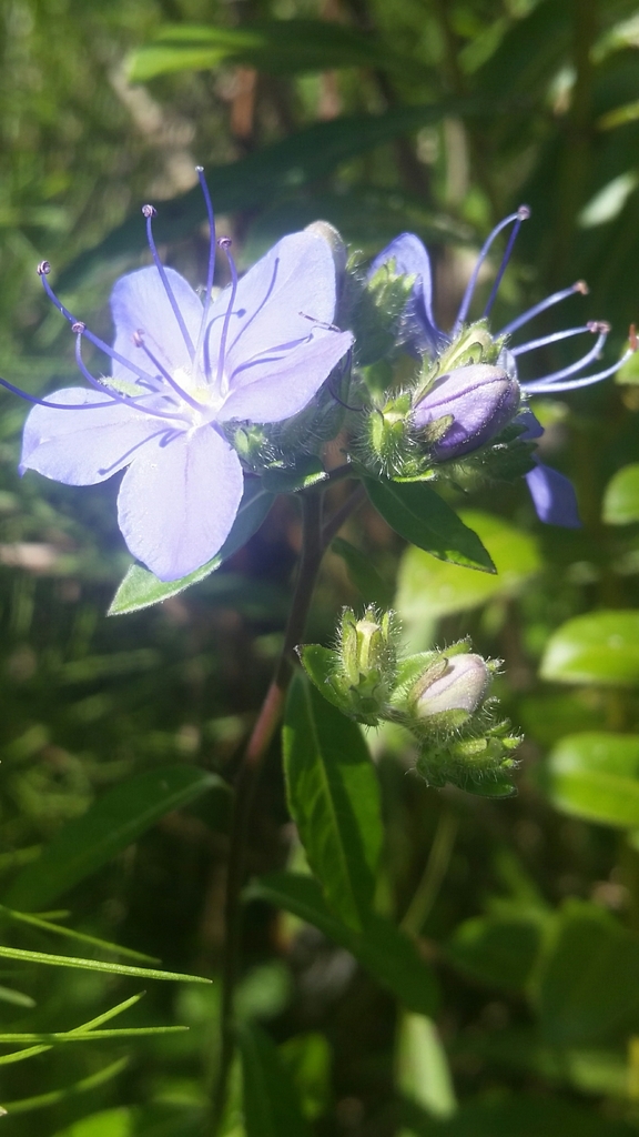 Skyflower (Hydrolea corymbosa)