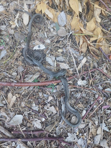 Italian Aesculapian Snake