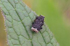 Platyrhinus resinosus
