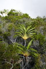 Cordyline mauritiana image