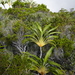 Cordyline mauritiana - Photo (c) CORDENOS Thierry,  זכויות יוצרים חלקיות (CC BY-NC), הועלה על ידי CORDENOS Thierry