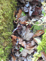 Lampropeltis annulata