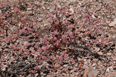 Eriogonum nortonii
