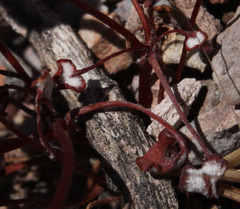 Eriogonum nortonii