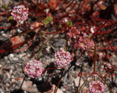 Eriogonum nortonii