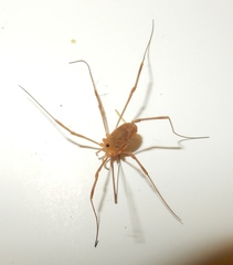 Leiobunum ventricosum