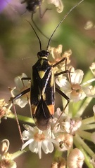 Grypocoris stysi