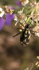 Grypocoris stysi