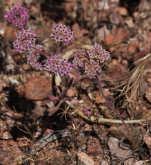 Chorizanthe douglasii