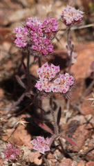Chorizanthe douglasii