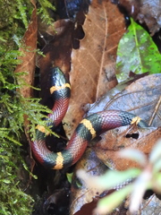 Lampropeltis annulata