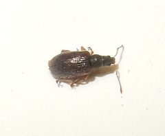 Phyllobius oblongus