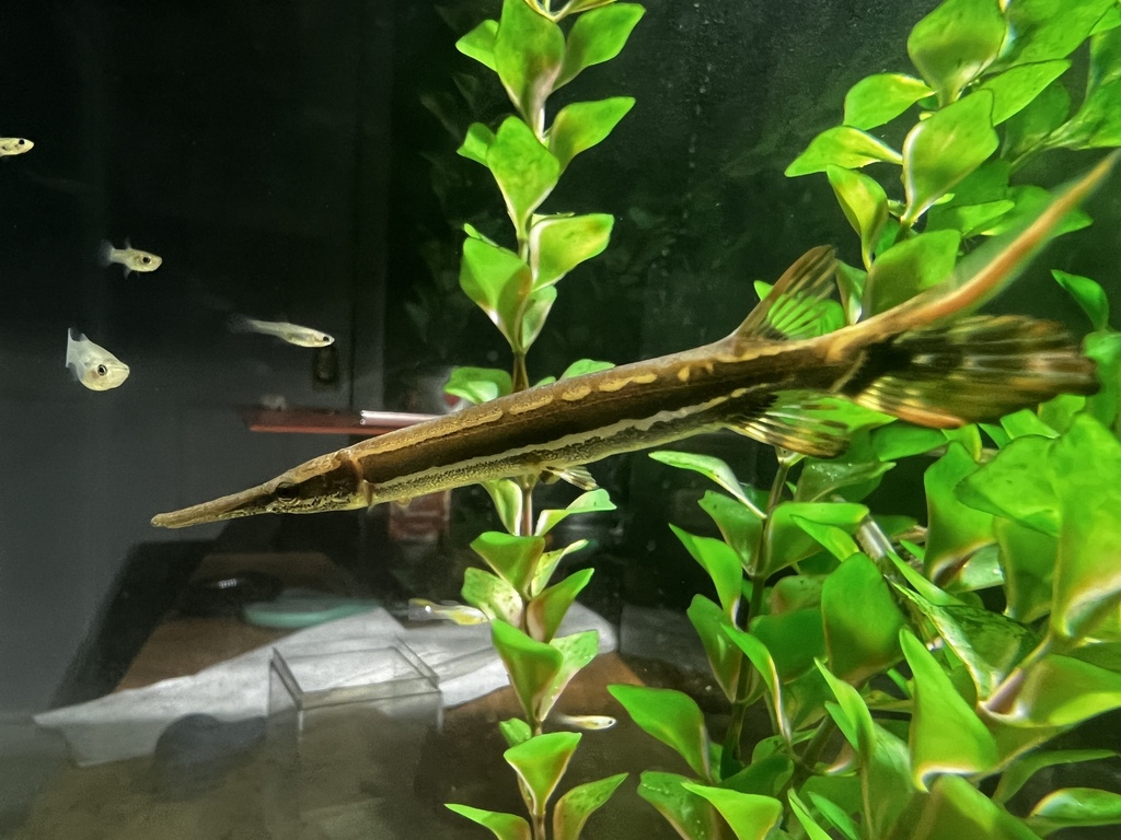 Photo of a Shortnose Gar