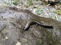 Desmognathus kanawha