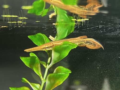 Shortnose gar (Lepisosteus platostomus) — Lepisosteidae