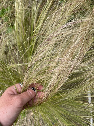 Mexican Feathergrass