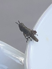 Melanoplus punctulatus