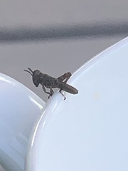 Melanoplus punctulatus