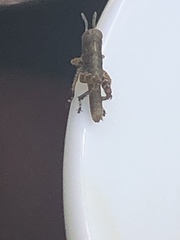 Melanoplus punctulatus