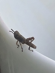 Melanoplus punctulatus