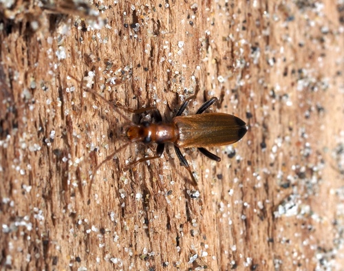 Wharf Borer photo 5