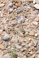 Androstephium breviflorum