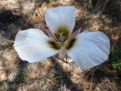 Calochortus howellii