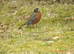 Turdus migratorius image